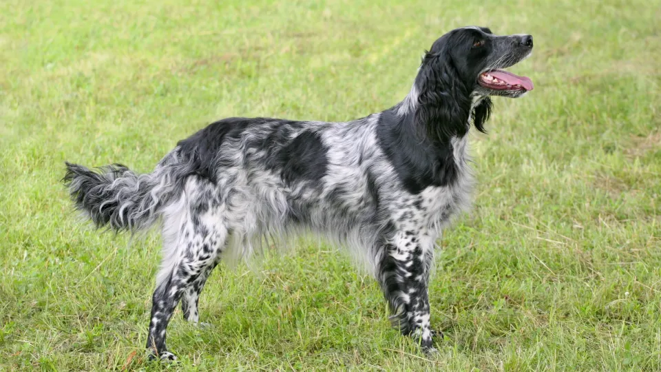 Large Munsterlander